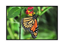 Load image into Gallery viewer, Wildlife Photography Artwork of a Monarch Butterfly enjoying the nectar of a colourful bloom, taken on the Isle of Wight, UK. Canvas Print with Black Frame.
