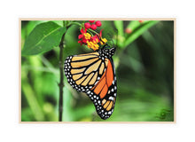 Load image into Gallery viewer, Wildlife Photography Artwork of a Monarch Butterfly enjoying the nectar of a colourful bloom, taken on the Isle of Wight, UK. Canvas Print with Wood Frame.
