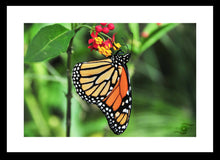 Load image into Gallery viewer, Wildlife Photography Artwork of a Monarch Butterfly enjoying the nectar of a colourful bloom, taken on the Isle of Wight, UK. Fine Art Print with Black Frame.
