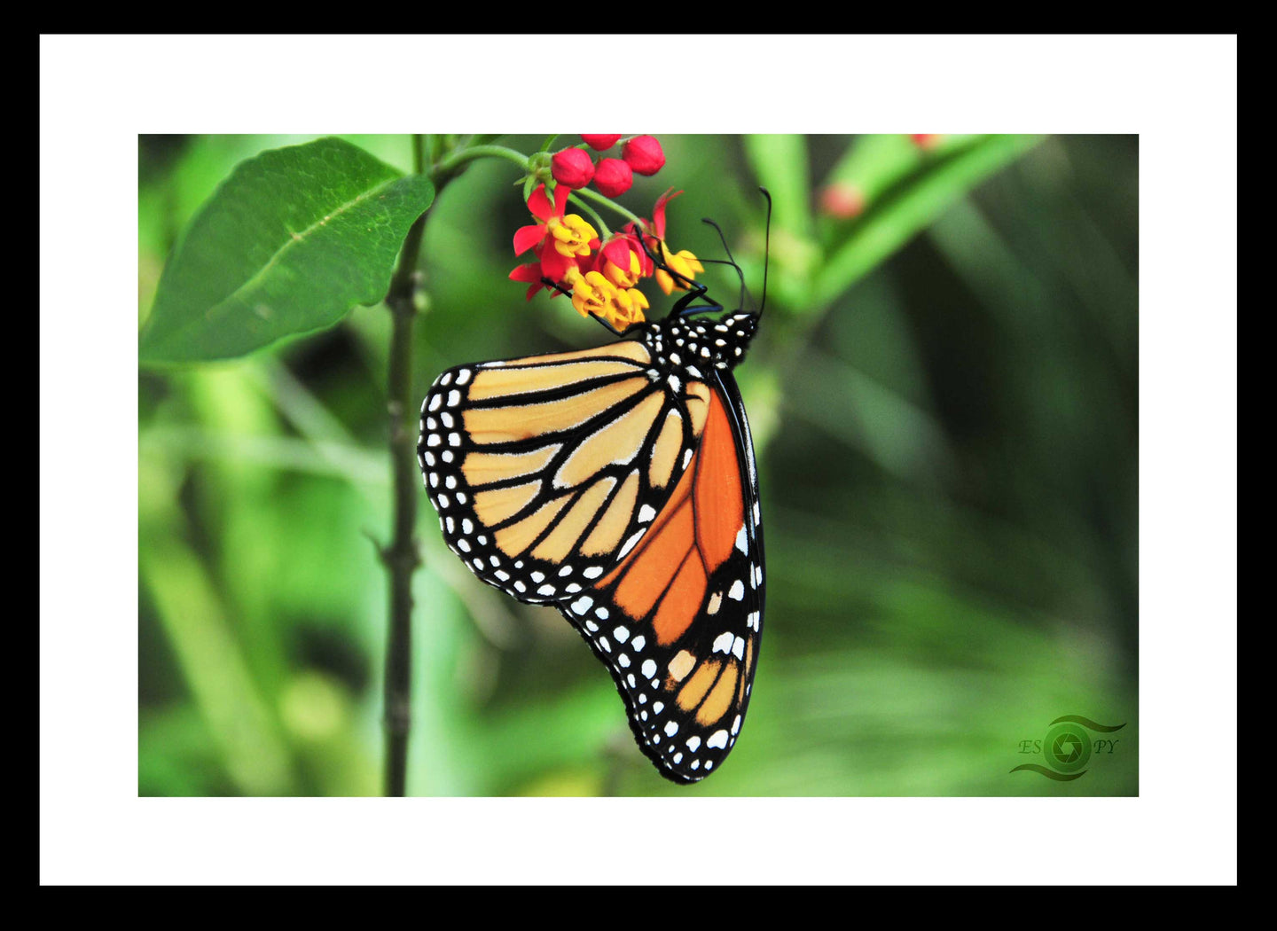 Wildlife Photography Artwork of a Monarch Butterfly enjoying the nectar of a colourful bloom, taken on the Isle of Wight, UK. Fine Art Print with Black Frame.