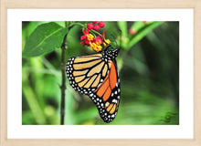 Load image into Gallery viewer, Wildlife Photography Artwork of a Monarch Butterfly enjoying the nectar of a colourful bloom, taken on the Isle of Wight, UK. Fine Art Print with Wood Frame.
