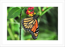 Load image into Gallery viewer, Wildlife Photography Artwork of a Monarch Butterfly enjoying the nectar of a colourful bloom, taken on the Isle of Wight, UK. Fine Art Print with White Frame.
