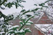 Load image into Gallery viewer, Forest Photography Wall Art Print of a winter scene with snow covered spruces against the red brick barn in the background. Unframed Print.
