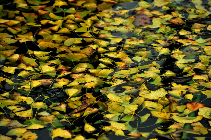 Autumn Leaves Photography Wall Art Print of fallen autumn leaves settled on a rain puddle. Unframed Print. 