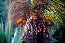 Load image into Gallery viewer, Forest Photography Wall Art Print of orange Palm Fruit in Thailand. Unframed Print.
