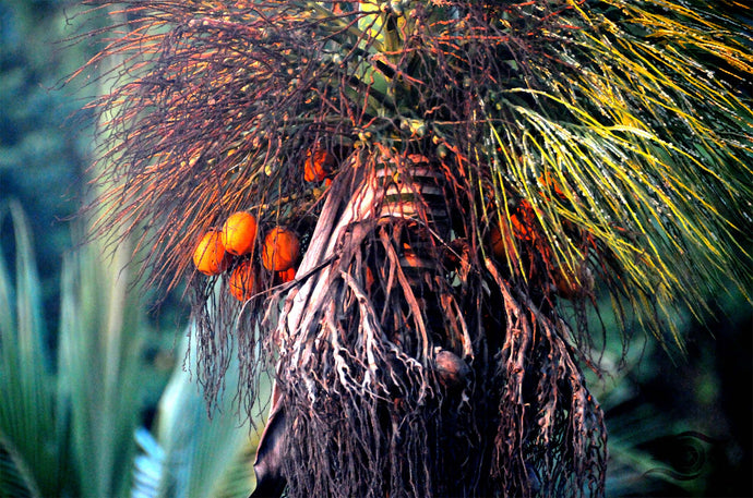 Forest Photography Wall Art Print of orange Palm Fruit in Thailand. Unframed Print.