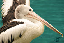 Load image into Gallery viewer, Wildlife Artwork of a Pelican taking a deserving rest at the waters edge - after all it&#39;s bill can hold more than his belly can. Unframed Print. 
