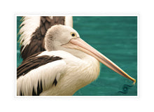 Load image into Gallery viewer, Wildlife Artwork of a Pelican taking a deserving rest at the waters edge - after all it&#39;s bill can hold more than his belly can. Canvas Print with White Frame. 
