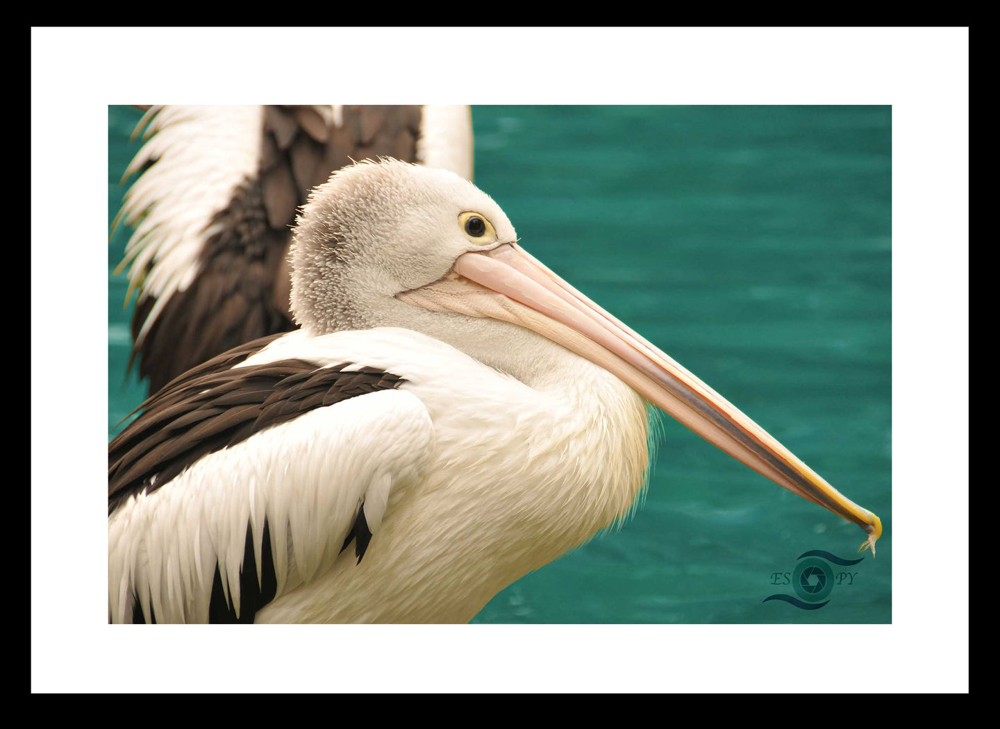 Wildlife Artwork of a Pelican taking a deserving rest at the waters edge - after all it's bill can hold more than his belly can. Fine Art Print with Black Frame. 