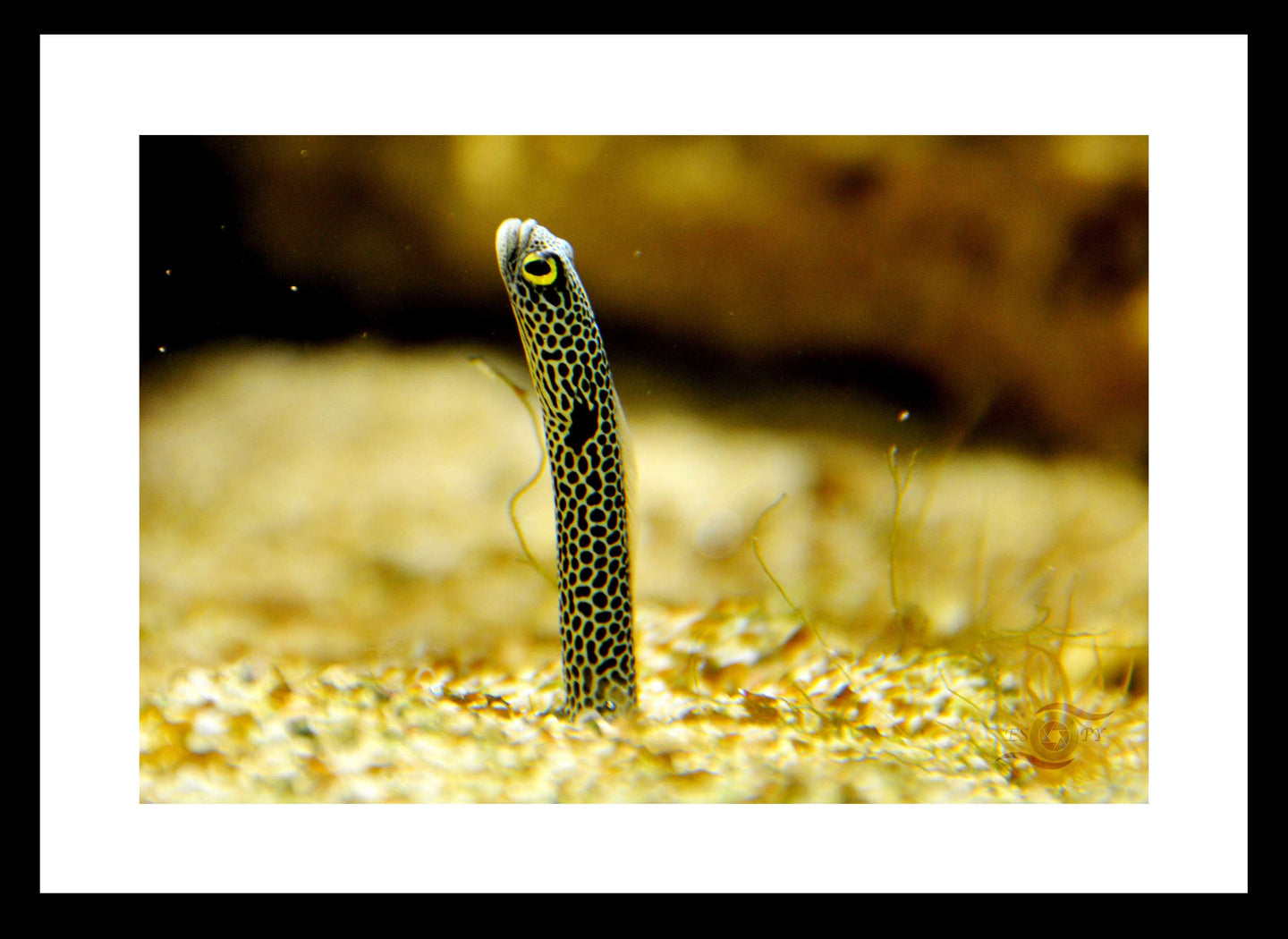 Wildlife Photography Artwork of a spotted garden eel, about the thickness of a pencil, suddenly appearing out of the sand. Fine Art Print with Black Frame.