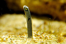 Load image into Gallery viewer, Wildlife Photography Artwork of a spotted garden eel, about the thickness of a pencil, suddenly appearing out of the sand. Unframed Print.
