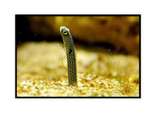 Load image into Gallery viewer, Wildlife Photography Artwork of a spotted garden eel, about the thickness of a pencil, suddenly appearing out of the sand. Canvas Print with Black Frame.
