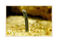 Load image into Gallery viewer, Wildlife Photography Artwork of a spotted garden eel, about the thickness of a pencil, suddenly appearing out of the sand. Canvas Print with Wood Frame.
