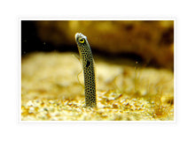 Load image into Gallery viewer, Wildlife Photography Artwork of a spotted garden eel, about the thickness of a pencil, suddenly appearing out of the sand. Canvas Print with White Frame.
