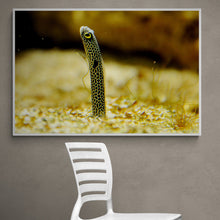 Load image into Gallery viewer, Wildlife Photography Artwork of a spotted garden eel, about the thickness of a pencil, suddenly appearing out of the sand. Canvas Print with White Frame.
