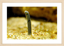 Load image into Gallery viewer, Wildlife Photography Artwork of a spotted garden eel, about the thickness of a pencil, suddenly appearing out of the sand. Fine Art Print with Wood Frame.
