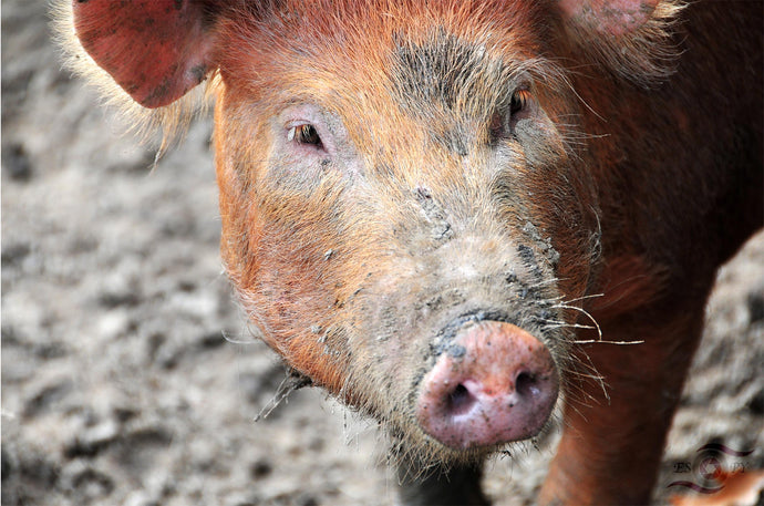 Wildlife Photography Artwork of a Tamworth Pig enjoying the mud taken on the Isle of Wight, UK. Unframed Print.