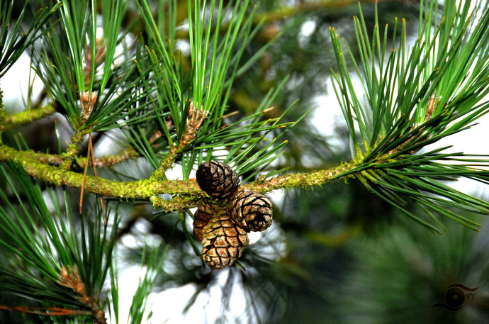 Forest Photography Wall Art Print of tightly closed pine cones scales protecting their seeds from the cold. Unframed Print.