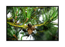 Load image into Gallery viewer, Forest Photography Wall Art Print of tightly closed pine cones scales protecting their seeds from the cold. Canvas Print with Black Frame.
