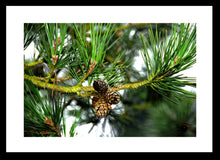 Load image into Gallery viewer, Forest Photography Wall Art Print of tightly closed pine cones scales protecting their seeds from the cold. Fine Art Print with Black Frame.
