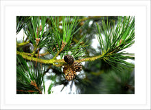 Load image into Gallery viewer, Forest Photography Wall Art Print of tightly closed pine cones scales protecting their seeds from the cold. Fine Art Print with White Frame.
