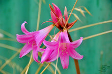 Load image into Gallery viewer, Flower Photography Wall Art Print of the Pink Easter Lily, taken in the Innes National Park in Southern Australia. Unframed Print.
