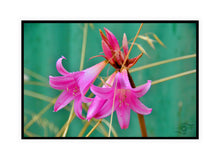 Load image into Gallery viewer, Flower Photography Wall Art Print of the Pink Easter Lily, taken in the Innes National Park in Southern Australia. Canvas Print with Black Frame.
