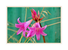 Load image into Gallery viewer, Flower Photography Wall Art Print of the Pink Easter Lily, taken in the Innes National Park in Southern Australia. Canvas Print with Wood Frame.
