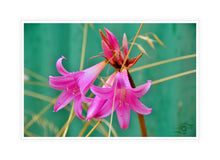 Load image into Gallery viewer, Flower Photography Wall Art Print of the Pink Easter Lily, taken in the Innes National Park in Southern Australia. Canvas Print with White Frame.
