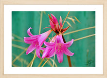 Load image into Gallery viewer, Flower Photography Wall Art Print of the Pink Easter Lily, taken in the Innes National Park in Southern Australia. Fine Art Print with Wood Frame.
