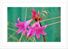 Load image into Gallery viewer, Flower Photography Wall Art Print of the Pink Easter Lily, taken in the Innes National Park in Southern Australia. Fine Art Print with White Frame.
