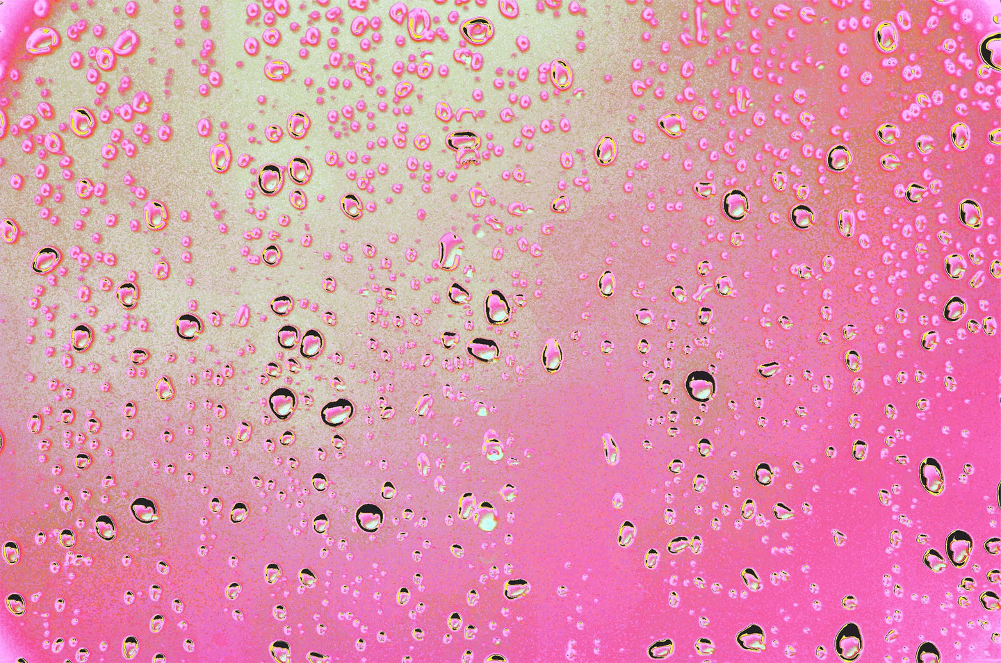 Pink Fizz