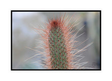 Load image into Gallery viewer, Cactus Photography Wall Art Print of a spiney Lemon Ball Cactus. Canvas Print with Black Frame.
