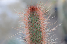 Load image into Gallery viewer, Cactus Photography Wall Art Print of a spiney Lemon Ball Cactus. Unframed Print. 
