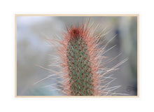 Load image into Gallery viewer, Cactus Photography Wall Art Print of a spiney Lemon Ball Cactus. Canvas Print with Wood Frame.
