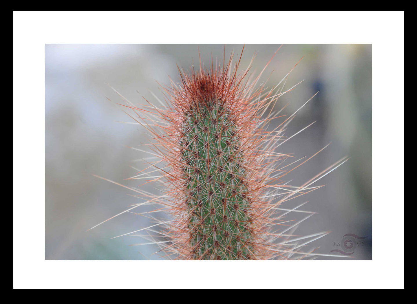 Cactus Photography Wall Art Print of a spiney Lemon Ball Cactus. Fine Art Print with Black Frame.