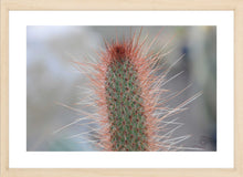 Load image into Gallery viewer, Cactus Photography Wall Art Print of a spiney Lemon Ball Cactus. Fine Art Print with Wood Frame.
