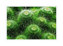 Load image into Gallery viewer, Prickle my Green Fancy
