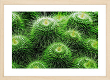 Load image into Gallery viewer, Prickle my Green Fancy
