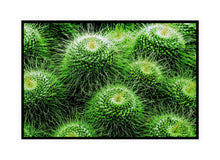 Load image into Gallery viewer, Prickle my Green Fancy
