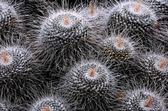 Cactus Photography Wall Art Print of a compact Cactus Cluster. Unframed Print.