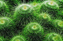 Load image into Gallery viewer, Prickle my Green Fancy
