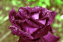 Load image into Gallery viewer, Flower Photography Wall Art of a purple Rose holding droplets following an Autumn shower. Unframed Print..
