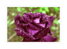 Load image into Gallery viewer, Flower Photography Wall Art of a purple Rose holding droplets following an Autumn shower. Canvas Print with White Frame.
