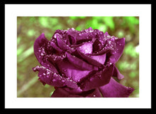 Load image into Gallery viewer, Flower Photography Wall Art of a purple Rose holding droplets following an Autumn shower. Fine Art Print with Black Frame. 
