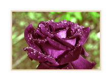 Load image into Gallery viewer, Flower Photography Wall Art of a purple Rose holding droplets following an Autumn shower. Canvas Print with Wood Frame.
