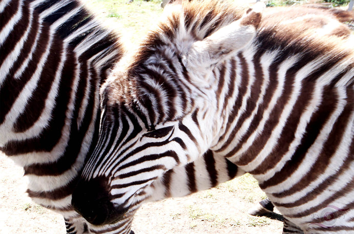 Wildlife Photography Artwork of a Zebra foal nestling with its mother taken in in a wildlife sanctuary, Tasmania. Unframed Print. 