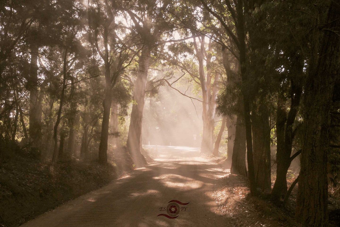 Sun Ray Wall Art, late afternoon sun rays, dusty road, forest, Denmark, Western Australia, Framed Prints, Canvas, Acrylic 