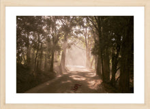 Load image into Gallery viewer, Sun Ray Wall Art, late afternoon sun rays, dusty road, forest, Denmark, Western Australia, Framed Prints, Canvas, Acrylic
