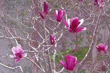 Load image into Gallery viewer, Flower Photography Wall Art Print of magnificent Pink Magnolias, prized for their large and perfumed flowers. Unframed Print. 
